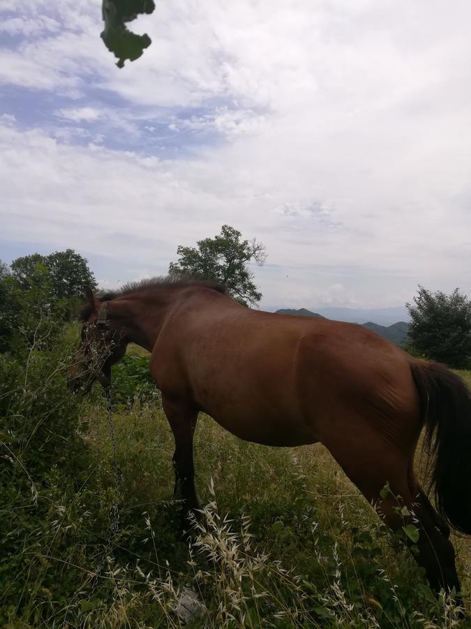 Camp Oaza,Lipa Hotel Cetinje Kültér fotó
